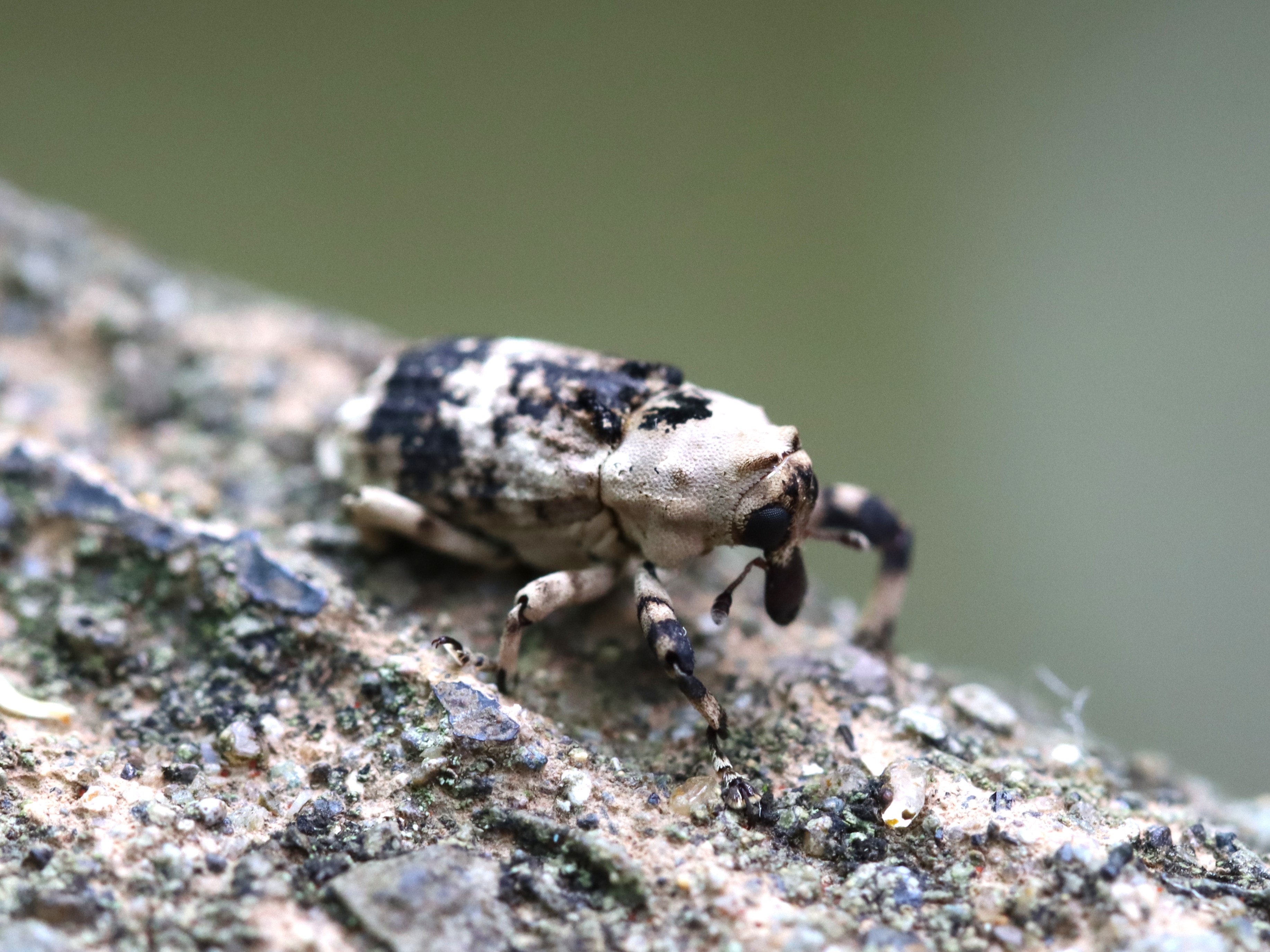 アシナガオニゾウムシ